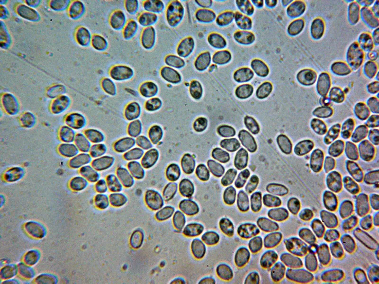 Microscopía de Stilbella sebacea - 10 - Conidios 4